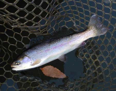 大安トラウトレイク釣果